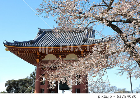 池上本門寺 鐘楼 桜 日蓮大聖人 池上本門寺 鐘楼 桜 日蓮大聖人 63784030