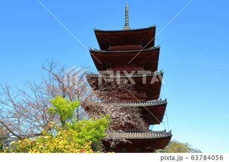 池上本門寺 大堂 桜 境内 日蓮大聖人 池上本門寺 大堂 桜 境内 日蓮大聖人 63784056
