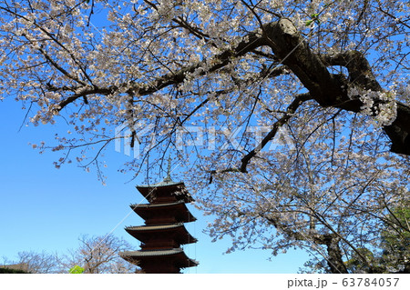 池上本門寺 大堂 桜 境内 日蓮大聖人 池上本門寺 大堂 桜 境内 日蓮大聖人 63784057