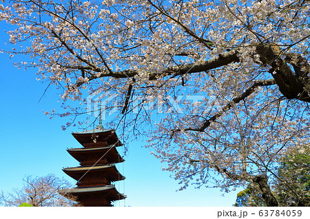 池上本門寺 大堂 桜 境内 日蓮大聖人 池上本門寺 大堂 桜 境内 日蓮大聖人 63784059