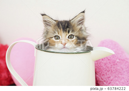 水差しに入ったメインクーンの仔猫 水差しに入ったメインクーンの仔猫 63784222