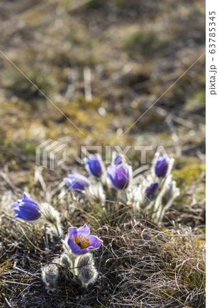 Pasque flower, National park Podyji, Southern Pasque flower, National park Podyji, Southern 63785345