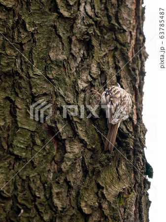 Eurasian treecreeper or common treecreeper sitting Eurasian treecreeper or common treecreeper sitting 63785487