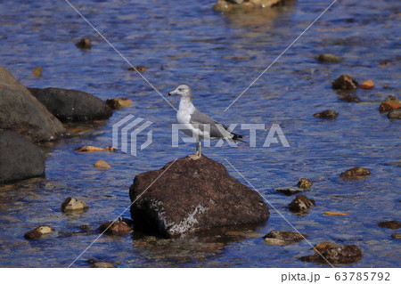 【青森県】　大間崎　ウミネコ 63785792