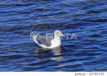 【青森県】　大間崎　オオセグロカモメ 63785793