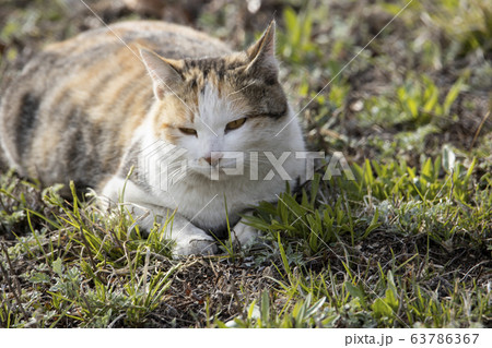 瞳 毛 レザー 63786367