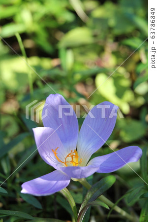 秋咲クロッカス 63786849