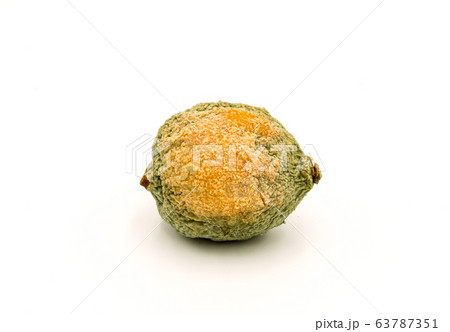 Close-up of half rotten lemon against Close-up of half rotten lemon against 63787351