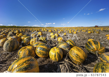 pumpkin near Retz in Weinviertel, Lower Austria, 63787543