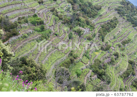 vineyards on Coast, Cinque Terre, Italy vineyards on Coast, Cinque Terre, Italy 63787762