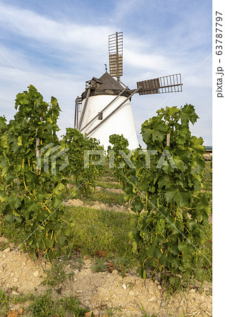 Vineyard near Windmill Retz, Lower Austria, 63787797