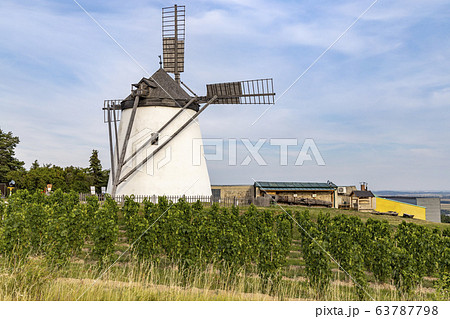 Vineyard near Windmill Retz, Lower Austria, Vineyard near Windmill Retz, Lower Austria, 63787798