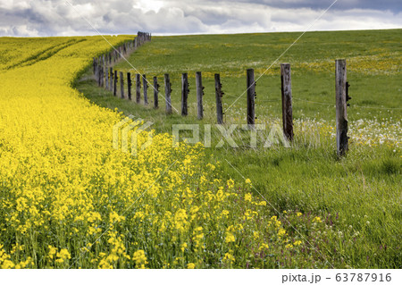 Rapeseed field in Central Bohemia, Czech Republic 63787916