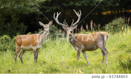 Couple of red deer stag with antlers in velvet and hind standing on meadow Couple of red deer stag with antlers in velvet and hind standing on meadow 63788803