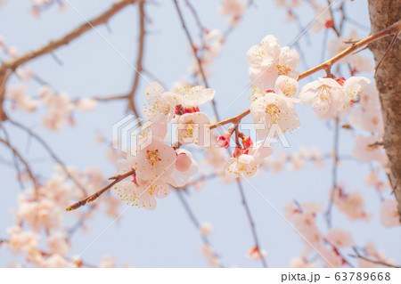 アプリコットの花 花 春の花の写真素材