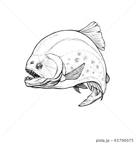 Piranha Fish Sketch Jumps Out Of The Amazon のイラスト素材