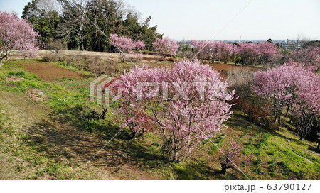 花桃　空撮 63790127
