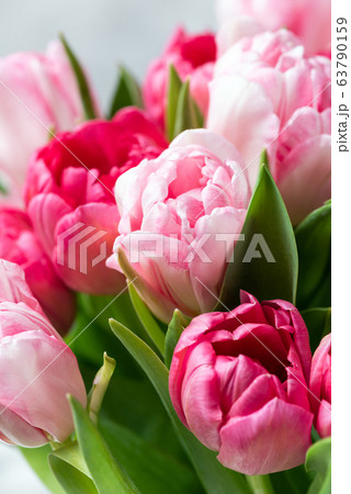 Pink tulips closeup view 63790159