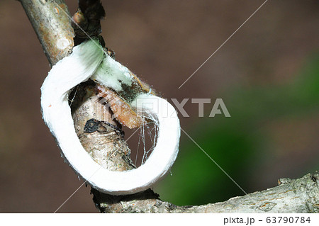 ヒモワタカイガラムシ（メス・卵嚢） 63790784