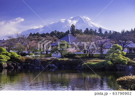 (静岡県)桜咲いた、大石寺・明鏡池、富士山 (静岡県)桜咲いた、大石寺・明鏡池、富士山 63790902