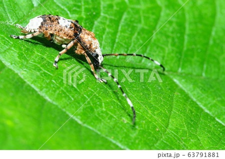 シロヒゲナガゾウムシ（オス） 63791881