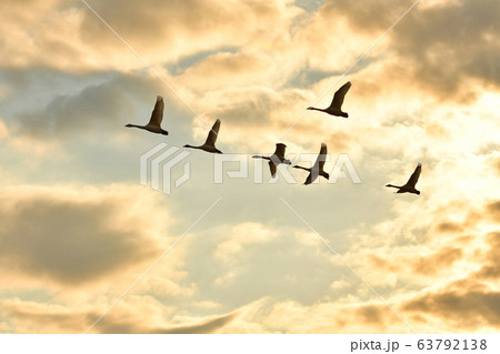 東庄の白鳥 63792138