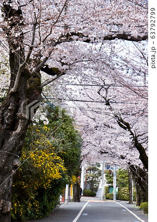 成城学園前 成城学園前 63792799