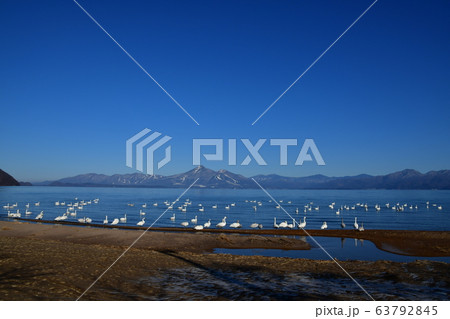 猪苗代湖の白鳥 63792845