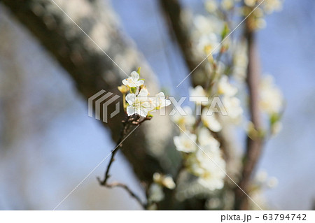 プルーンの花 プルーンの花 63794742