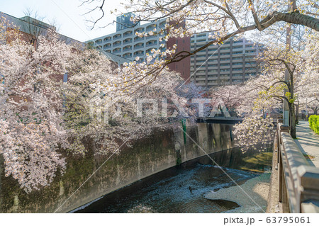 日本の春 東京都板橋区 石神井川緑道沿いの桜並木 日本の春 東京都板橋区 石神井川緑道沿いの桜並木 63795061