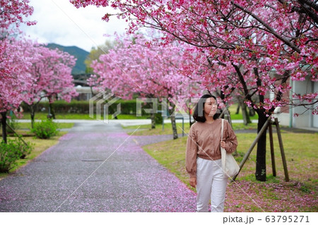 陽光桜 陽光桜 63795271