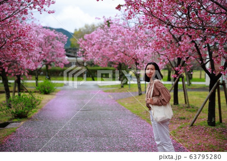 陽光桜 陽光桜 63795280