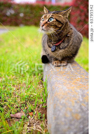 キジトラ猫 キジトラ猫 63795542