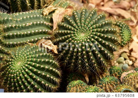 京畿道 キョンギド 龍仁市 63795608