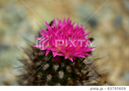 サボテン 京畿道 キョンギド 63795609