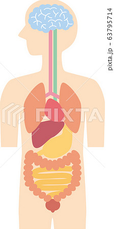 人体解剖図文字なしのイラスト素材