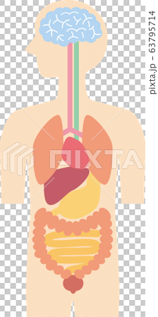 沒有人體解剖圖人物 沒有人體解剖圖人物 63795714