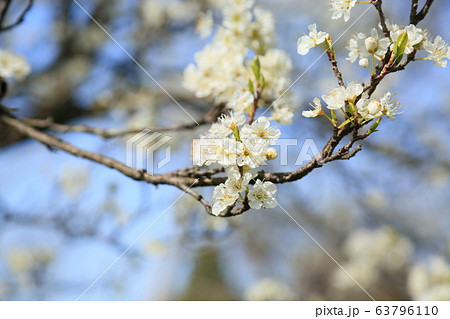 プルーンの花の写真素材