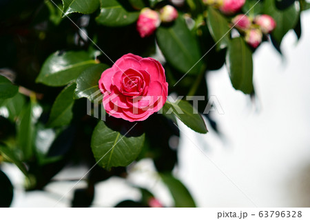 石山 向日庵 元暁大使 63796328