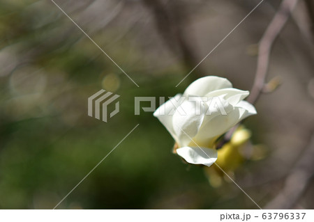 石山 向日庵 元暁大使 63796337