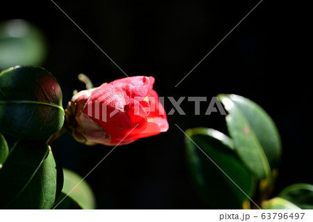 椿 石山 向日庵 63796497