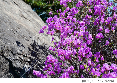 石山 向日庵 元暁大使 63796498