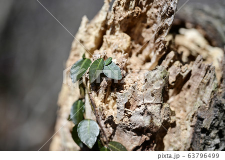 石山 向日庵 元暁大使 63796499