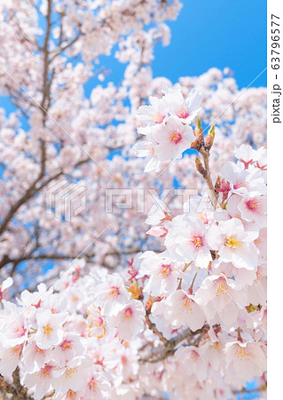 満開の桜 63796577