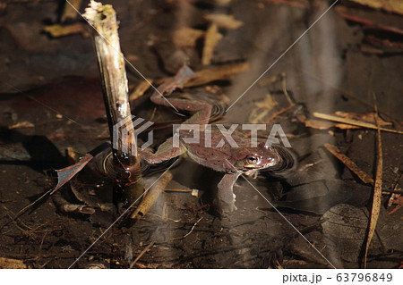 ヤマアカガエル 63796849