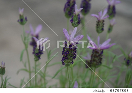 ラベンダー ラベンダー 63797393
