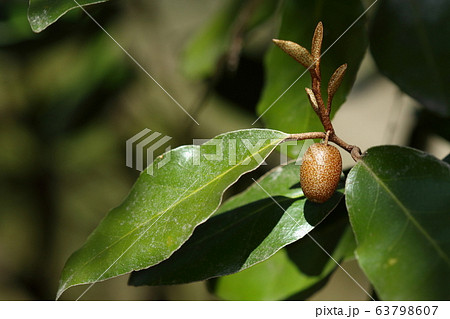 自然　植物　ウラギンツルグミ、芽吹きと果実。花は晩秋に咲き果実は春に熟します 63798607