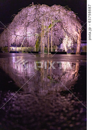 三重県大紀町の枝垂れ桜の夜間ライトアップ 63798687