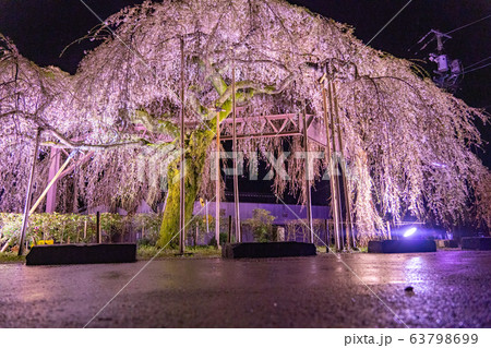 三重県大紀町の枝垂れ桜の夜間ライトアップ 三重県大紀町の枝垂れ桜の夜間ライトアップ 63798699