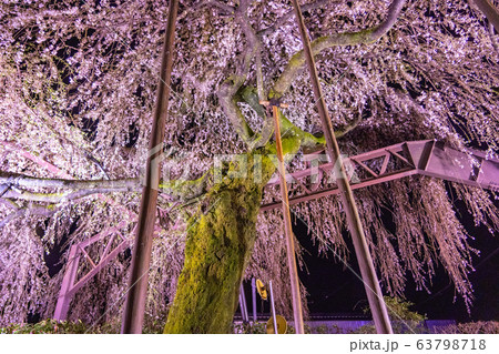 三重県大紀町の枝垂れ桜の夜間ライトアップ 三重県大紀町の枝垂れ桜の夜間ライトアップ 63798718